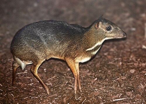 ネズミジカは、小さな竹馬のような鹿の脚を持つネズミのような姿をしています。