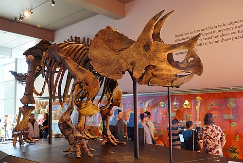 ロサンゼルス郡自然史博物館にあるトリケラトプスの剥製