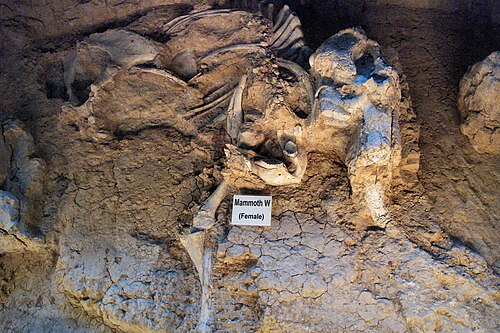 53,000年前に埋もれたマンモスの遺体
