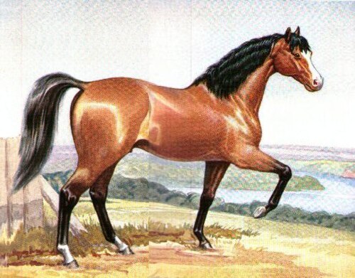 黒いたてがみと尾を持つ赤い馬が跳ねている絵