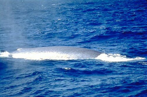 シロナガスクジラの小さな背びれの写真