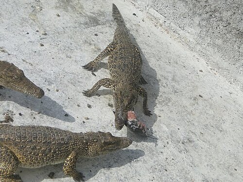 サパタのワニ農場