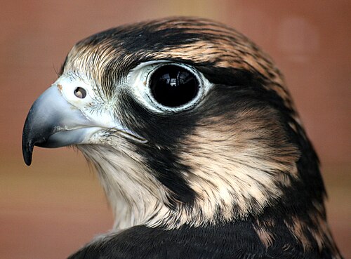 大きな黒い目を持つ白黒の鳥の頭。鉤状のくちばしは灰色で先端は黒く、丸い鼻孔の中央には小さな突起があります。