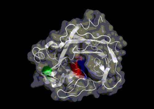 トリプシノーゲンの無秩序な活性化ドメインにおけるヒンジ運動（PDB ID: 2PTN）