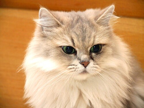 青と金色の毛先を持つ（「チンチラ」）ペルシャ猫。