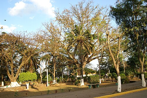 カタカマスの中央公園 - 大きさの参考までに、中央の木の幹の直径は 14 フィートです -