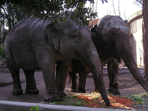 インドゾウ