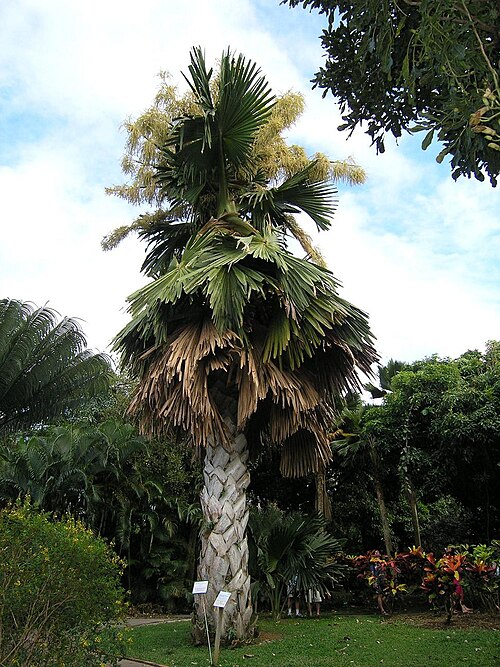 デエエ植物園（グアドループ）にて