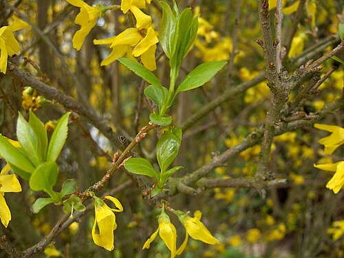 レンギョウ（Forsythia × intermedia）の花と若葉