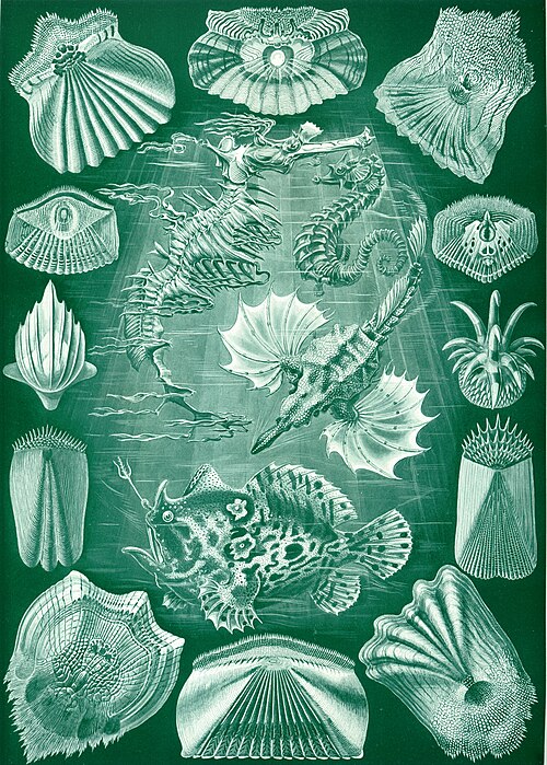 エルンスト・ヘッケルによる硬骨魚類図、1904年。鱗に囲まれた4種。