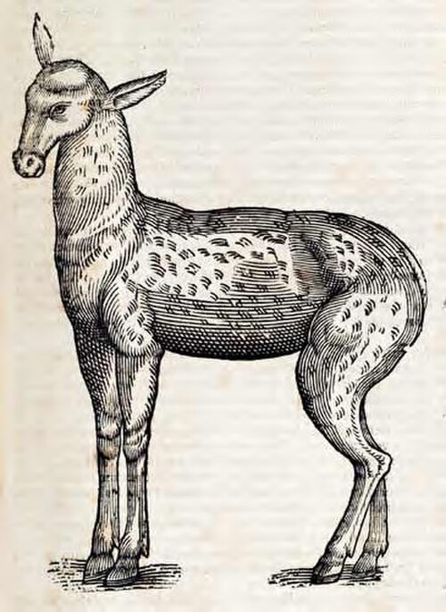 ジャコウネコ、1658年