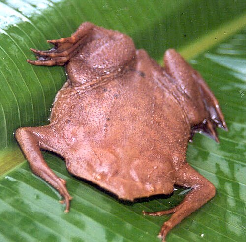 ピパピパは、アマゾン川流域に生息するカエルの一種である。