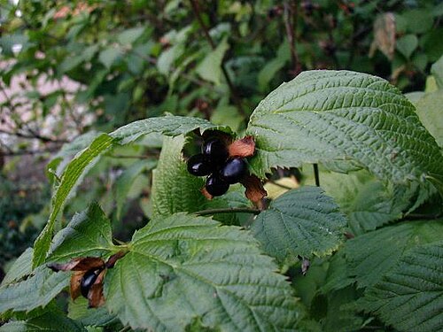 ロドティポス・スカンデンス（Rhodotypos scandens）は、毒性のあるアミグダリンを多く含む果実をつける日本の低木である。