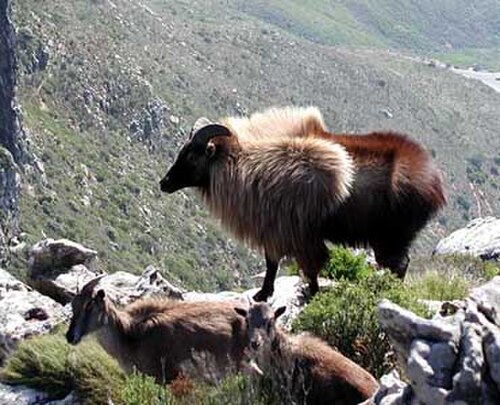 テーブルマウンテン近くのデビルズピークにあるタール山脈。