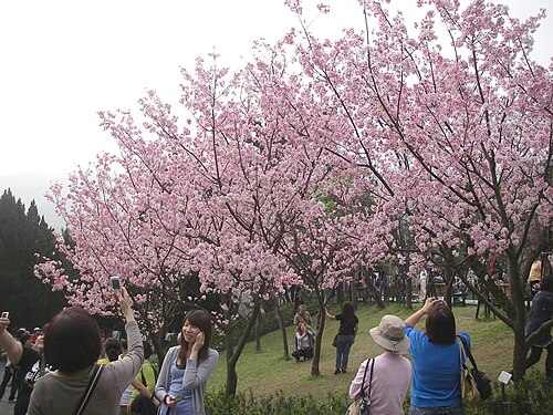 桜