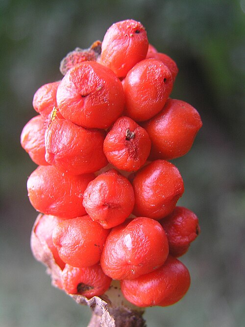 A. cylindraceum