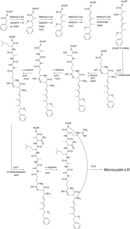 Microcystis aeruginosa によるミクロシスチン-LR の生合成。