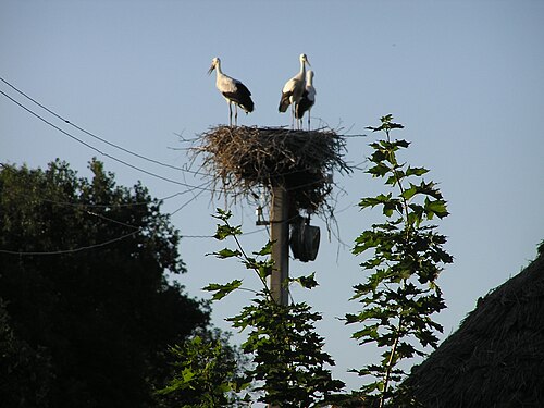 コウノトリの巣