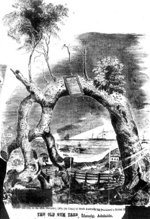1867年の古いユーカリの木