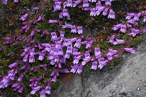 岩の上に敷かれた緑の葉と、多数のラベンダー色の筒状の花