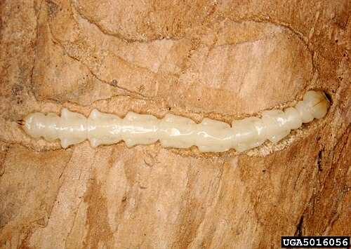 エメラルドカミキリムシの幼虫