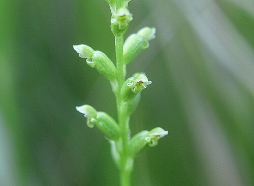 Microtis unifolia、和歌山県田辺市