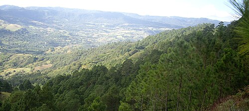 標高1,445メートルのトマブ丘陵は松林に覆われています。