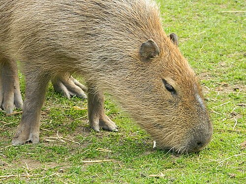 シェプレス野生動物公園のカピバラ