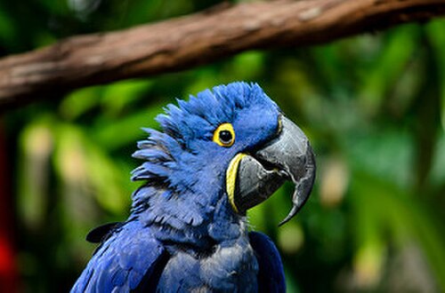 ルリコンゴウインコ
