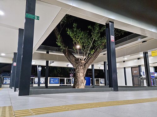 駅構内にあるサマネアサマンの木