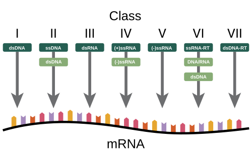 ボルチモア分類がウイルスのDNAまたはRNAとmRNA合成方法に基づいていることを示す図。