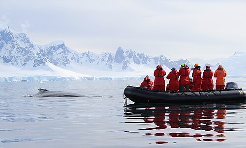 ウィルヘルミナ湾で観光客用のゾディアックボートがザトウクジラと間近に遭遇