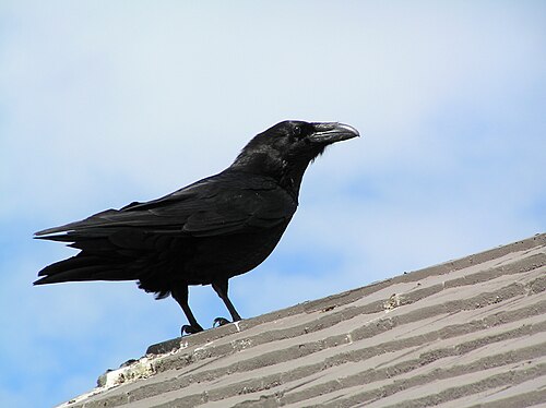 レイヴン