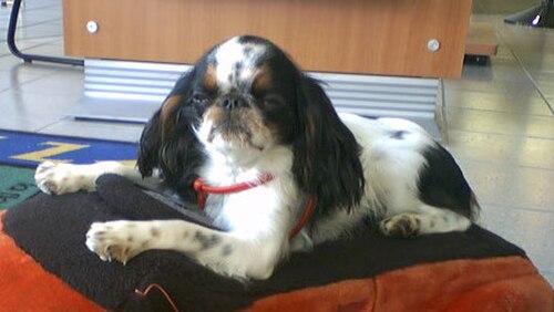 小さな白黒のスパニエル犬がうつ伏せになり、左を向いている。