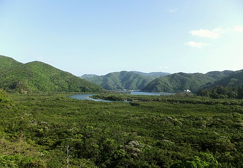 奄美大島にある奄美群島国立公園のマングローブ林