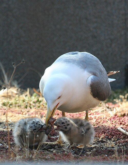 雛のために餌を吐き戻す成鳥
