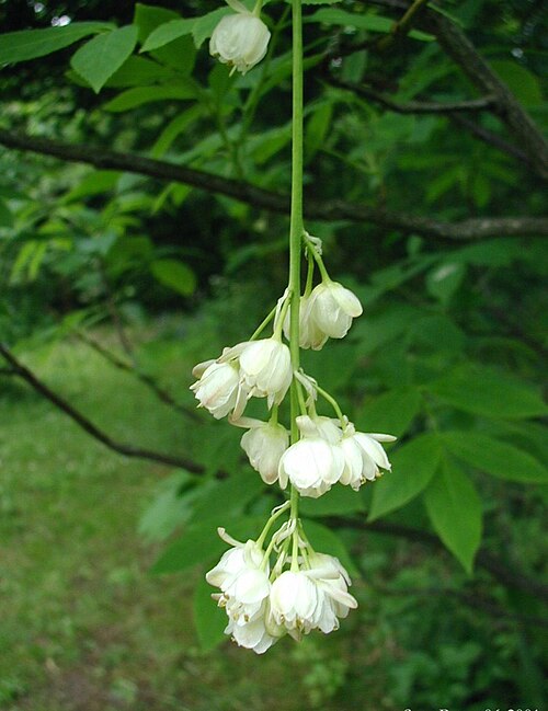 スタフィレア・ピナタの花
