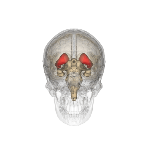 An animation showing the location of the striatum in the human brain.