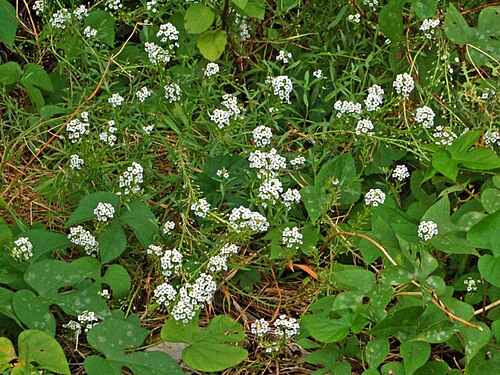 ロブラリア・マリチマの植物
