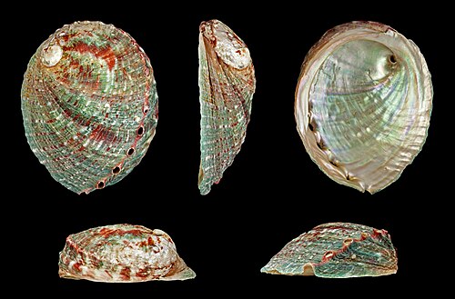 Haliotis kamtschatkana assimilis（南カリフォルニア）。