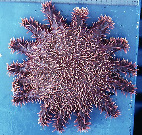 カリフォルニア湾産の Acanthaster planci "ellisi"。