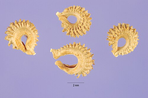 キンセンカの種子