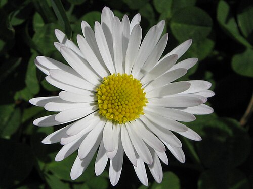 デイジーの花