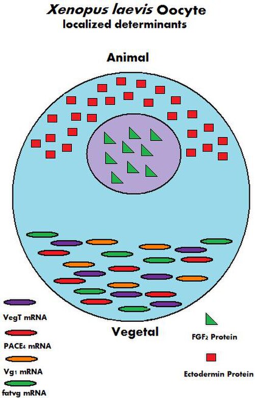 アフリカツメガエルの卵母細胞とその母性決定因子の図