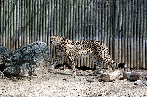 チーター