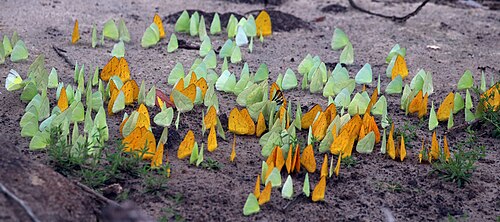 パドリング、クリスタリノ川