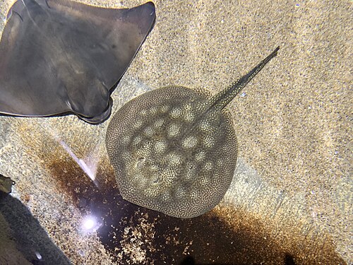 丸いアカエイ (Urobatis Halleri)