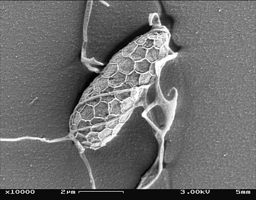 ラビリンチュロミセス綱のアプラノキトリウムは海洋性原生生物である。