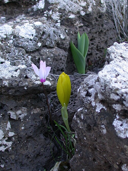ゴラン高原のステルンベルギア・クルシアナと秋咲き品種（C. persicum var. autumnale）