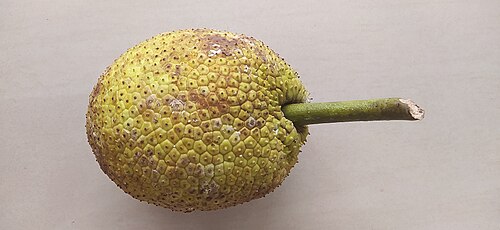 カサラゴッドのパンノキ